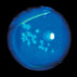 Corneal Dendrites