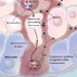 Thumbnail Graphic -- Indoor Tanning -- Science, Behavior, and Policy