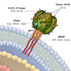 Thumbnail Graphic -- The Renaissance in HIV Vaccine Development